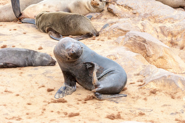 Fototapeta premium Cape fur Seal colony at Cape Cross, Namibia, breading season.