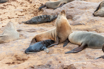 Obraz premium Cape fur Seal colony at Cape Cross, Namibia, breading season.