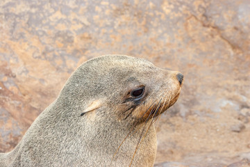 Fototapeta premium Cape fur Seal colony at Cape Cross, Namibia, breading season.