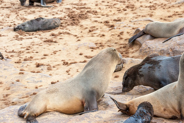 Fototapeta premium Cape fur Seal colony at Cape Cross, Namibia, breading season.