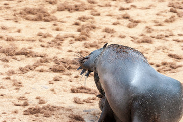 Cape fur Seal colony at Cape Cross, Namibia, breading season.