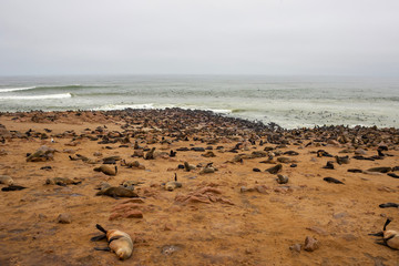 Fototapeta na wymiar Cape fur Seal colony at Cape Cross, Namibia, breading season.