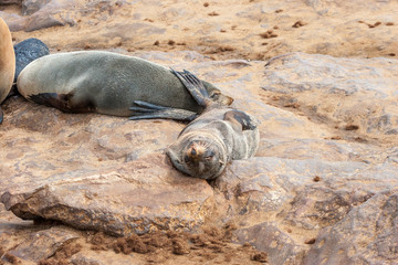 Fototapeta premium Cape fur Seal colony at Cape Cross, Namibia, breading season.