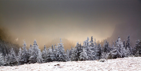 Obraz premium winter landscape with snowy fir trees in the mountains