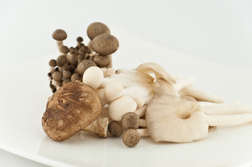 mixed fresh mushrooms
