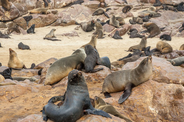 Naklejka premium Cape fur Seal colony at Cape Cross, Namibia, breading season.