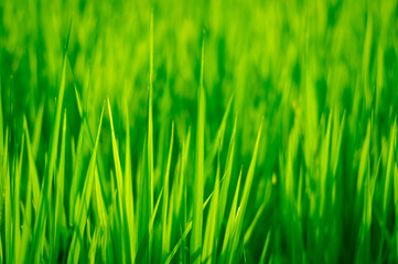 Fototapeta na wymiar Abstract background of green rice leaf