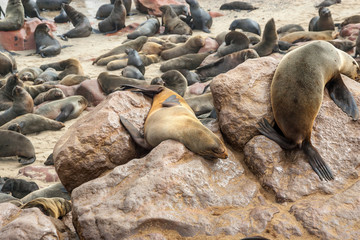 Cape fur Seal colony at Cape Cross, Namibia, breading season.