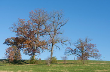 dried trees in winter with blue sky background