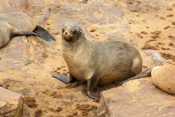 Fototapeta premium Cape fur Seal colony at Cape Cross, Namibia, breading season.
