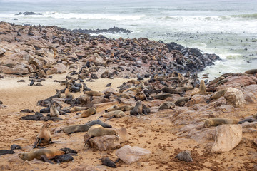 Cape fur Seal colony at Cape Cross, Namibia, breading season.