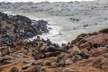 Cape fur Seal colony at Cape Cross, Namibia, breading season.