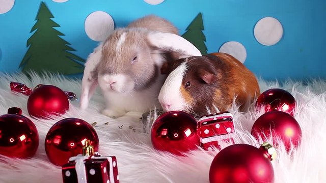Christmas bauble red ball animal pet lop cute cavy love loving concept