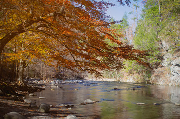 Foliages and stream rocks in winter at the Great Smoky Mountains at Knoxville Tennessee, USA - obrazy, fototapety, plakaty