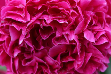 abstract background of peony flower petals
