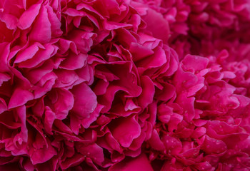 Beautiful flowers, dark red peonies as background.