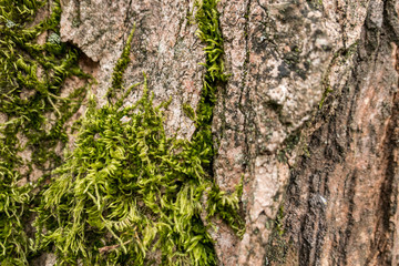 texture background of rough tree bark surface with green mosses