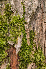 texture background of rough tree bark surface with green mosses