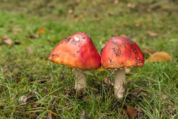 mushrooms with smooth red cap on the green grassy ground