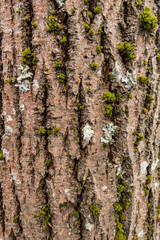 texture background of rough tree bark surface with green mosses