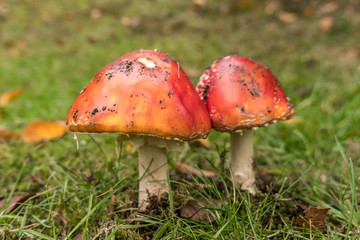 mushrooms with smooth red cap on the green grassy ground
