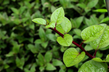 Ceylon spinach at garden