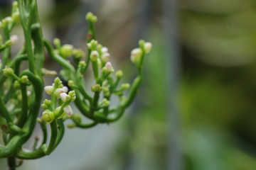 Malabar nightshade at garden