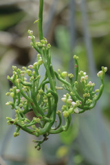 Malabar nightshade at garden