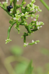 Malabar nightshade at garden