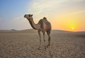 Camel