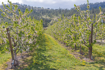Rows of apple trees covered in white flowers in April