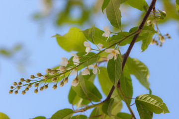 cherry branch in the foreground