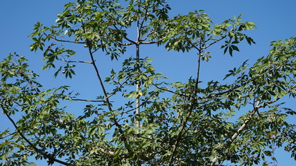 tree and sky