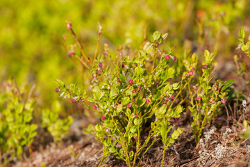 blueberry bushes in spring