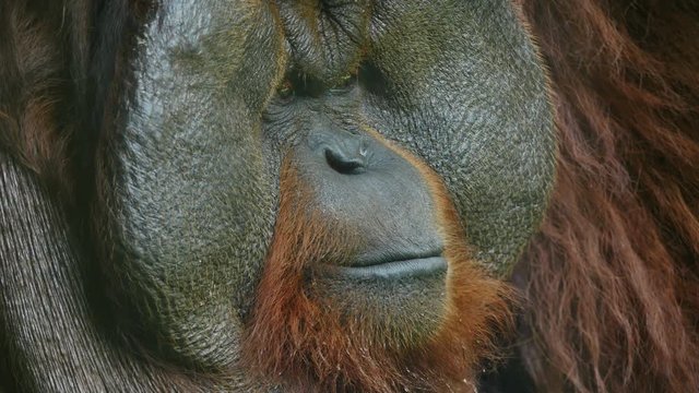 Clouse-up on orangutan.