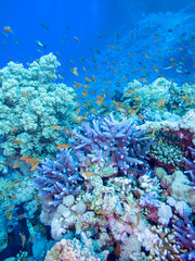 Naklejka na ściany i meble Colorful coral reef on the bottom of tropical sea
