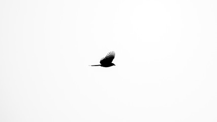 bird in flight