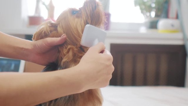 woman brushing her dog. dog funny video. girl combing lifestyle a little shaggy dog pet care. woman using a comb brush Yorkshire Terrier. friendship and care for pets dogs concept