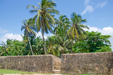 Fototapeta na wymiar tropics trees green palm trees against the background of the blue sky 