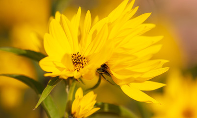 Beautiful yellow flower in the park