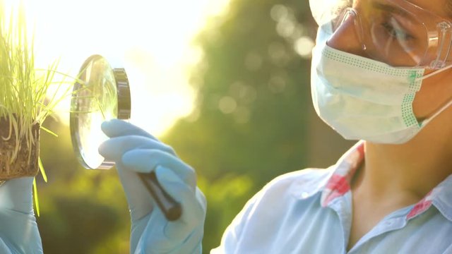 Woman scientist in goggles and a mask examines a sample of soil and plants through a magnifying glass