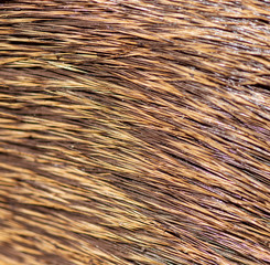 Wool on a deer as an abstract background