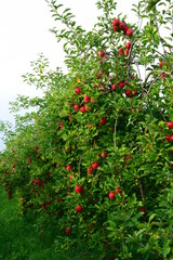 Apfelbäume, rote Äpfel, Apfelernte