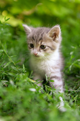 Fototapeta na wymiar Portrait of a kitten in green grass