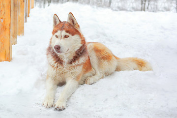 Beautiful Malamute dog laying on the snow
