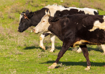 Naklejka na ściany i meble Herd of cows grazing in the hills in the spring