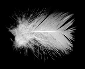 White feather isolated on black background