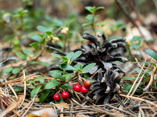 Bearberry