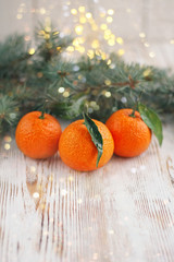 still life with tangerines and fir branches on  white background. soft focus