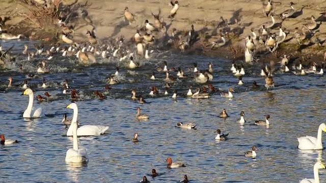 にぎやかに飛び立っては着水するオナガガモたち、ホシハジロ、オオハクチョウ、2018年12月